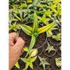 2518. Sansevieria Ed Eby Varigated Menor