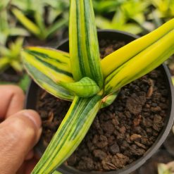 2518. Sansevieria Ed Eby Varigated Menor - Image 2