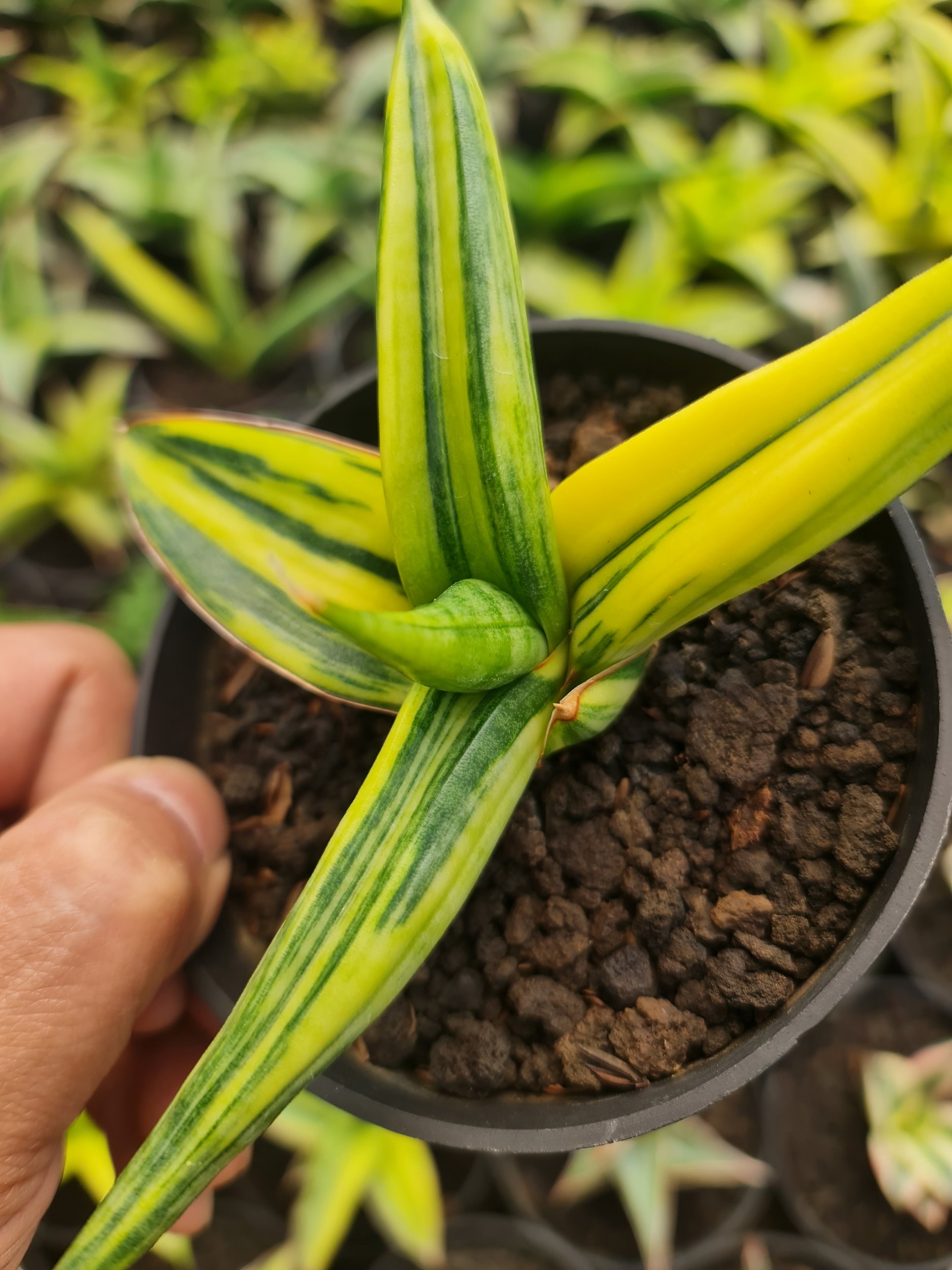 2518. Sansevieria Ed Eby Varigated Menor - Image 2