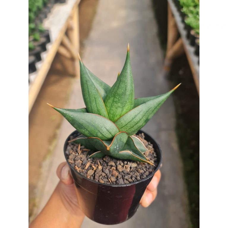2473. Sansevieria Elephant