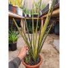2525. Sansevieria Erythreae / Pensil Variegated Big Size 11 Leaf
