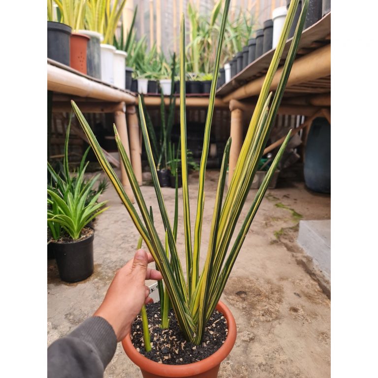 2525. Sansevieria Erythreae / Pensil Variegated Big Size 11 Leaf
