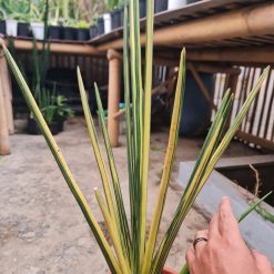 2525. Sansevieria Erythreae / Pensil Variegated Big Size 11 Leaf - Image 2
