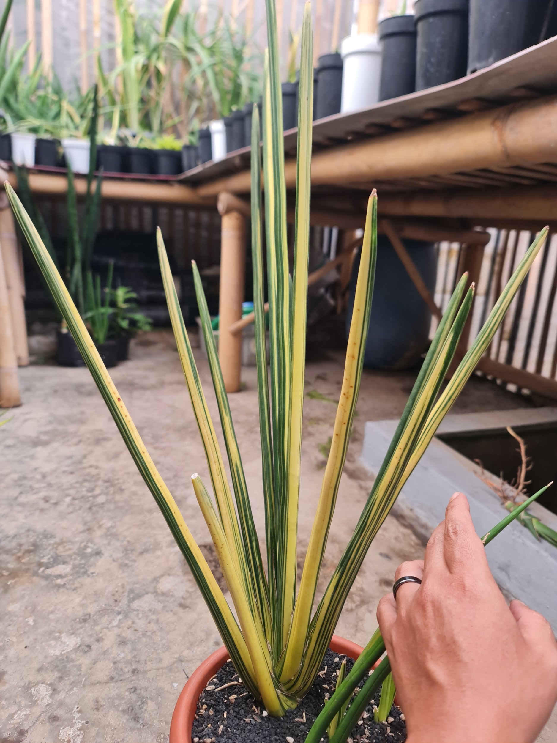2525. Sansevieria Erythreae / Pensil Variegated Big Size 11 Leaf - Image 2