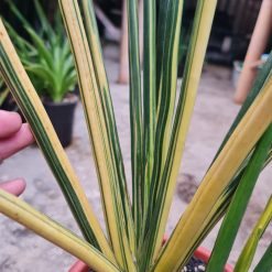 2525. Sansevieria Erythreae / Pensil Variegated Big Size 11 Leaf - Image 3