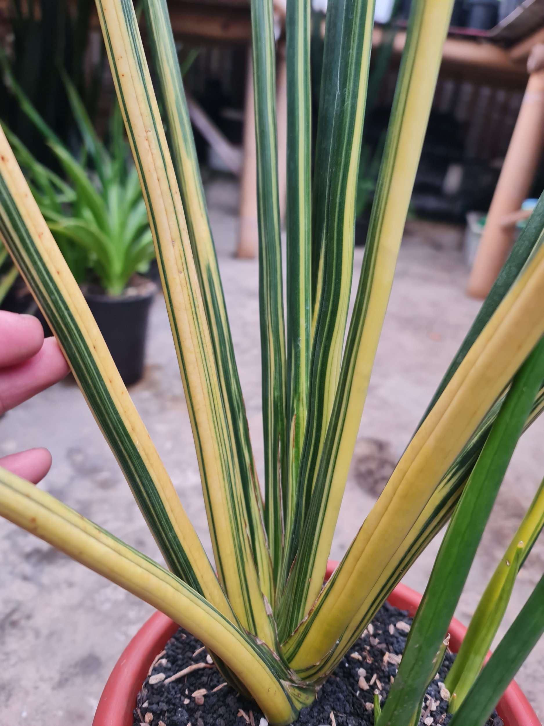 2525. Sansevieria Erythreae / Pensil Variegated Big Size 11 Leaf - Image 3