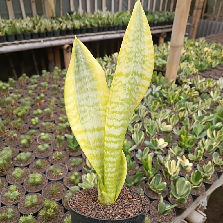 2470. Sansevieria Futura Aurea