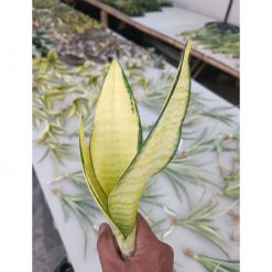 2470. Sansevieria Futura Aurea
