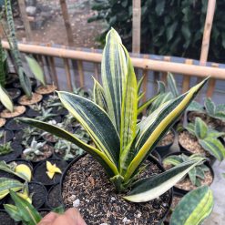 2481. Sansevieria Gold Flame White Variegated - Image 2