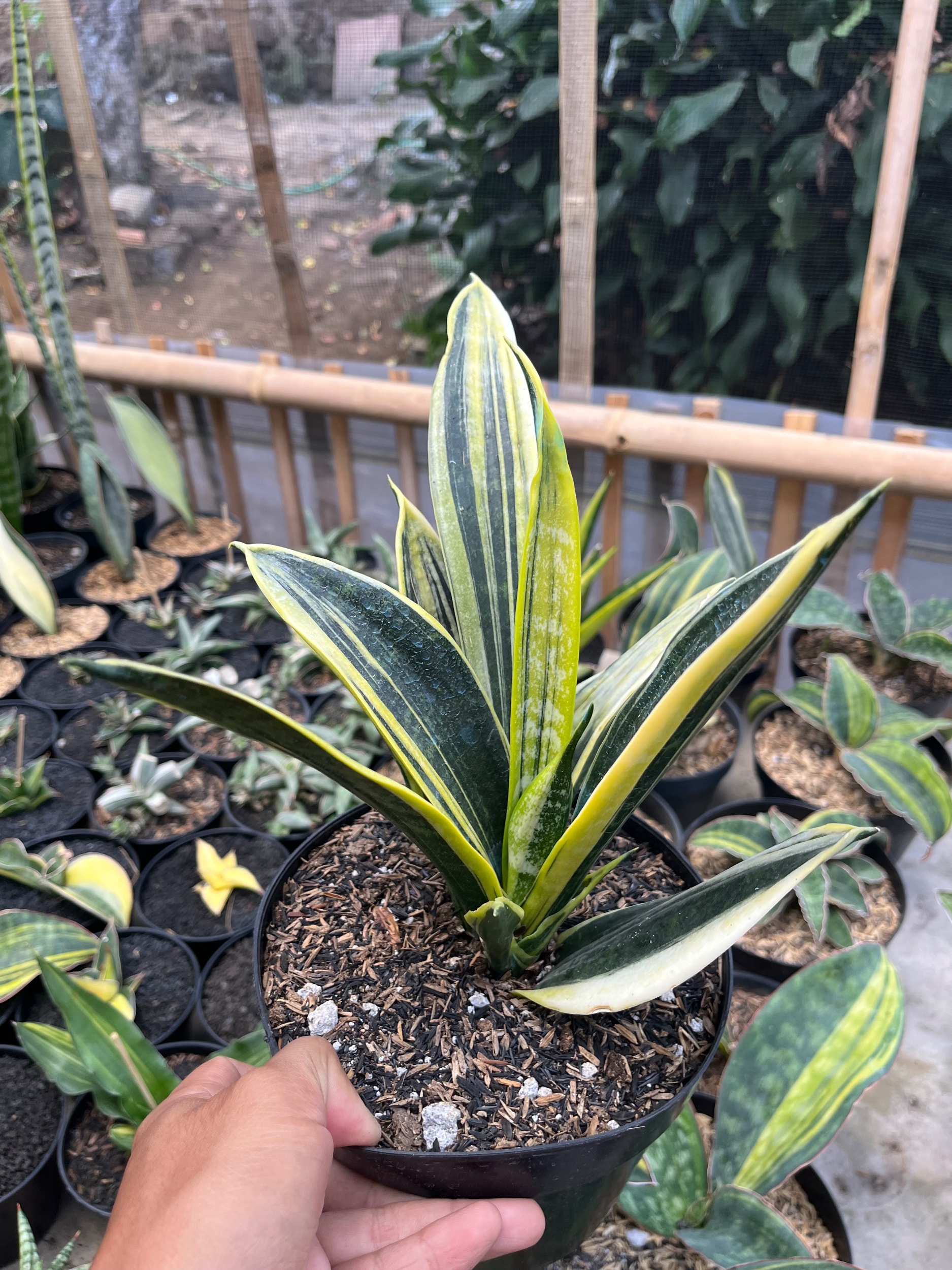 2481. Sansevieria Gold Flame White Variegated - Image 2