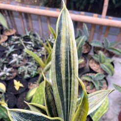 2481. Sansevieria Gold Flame White Variegated - Image 3