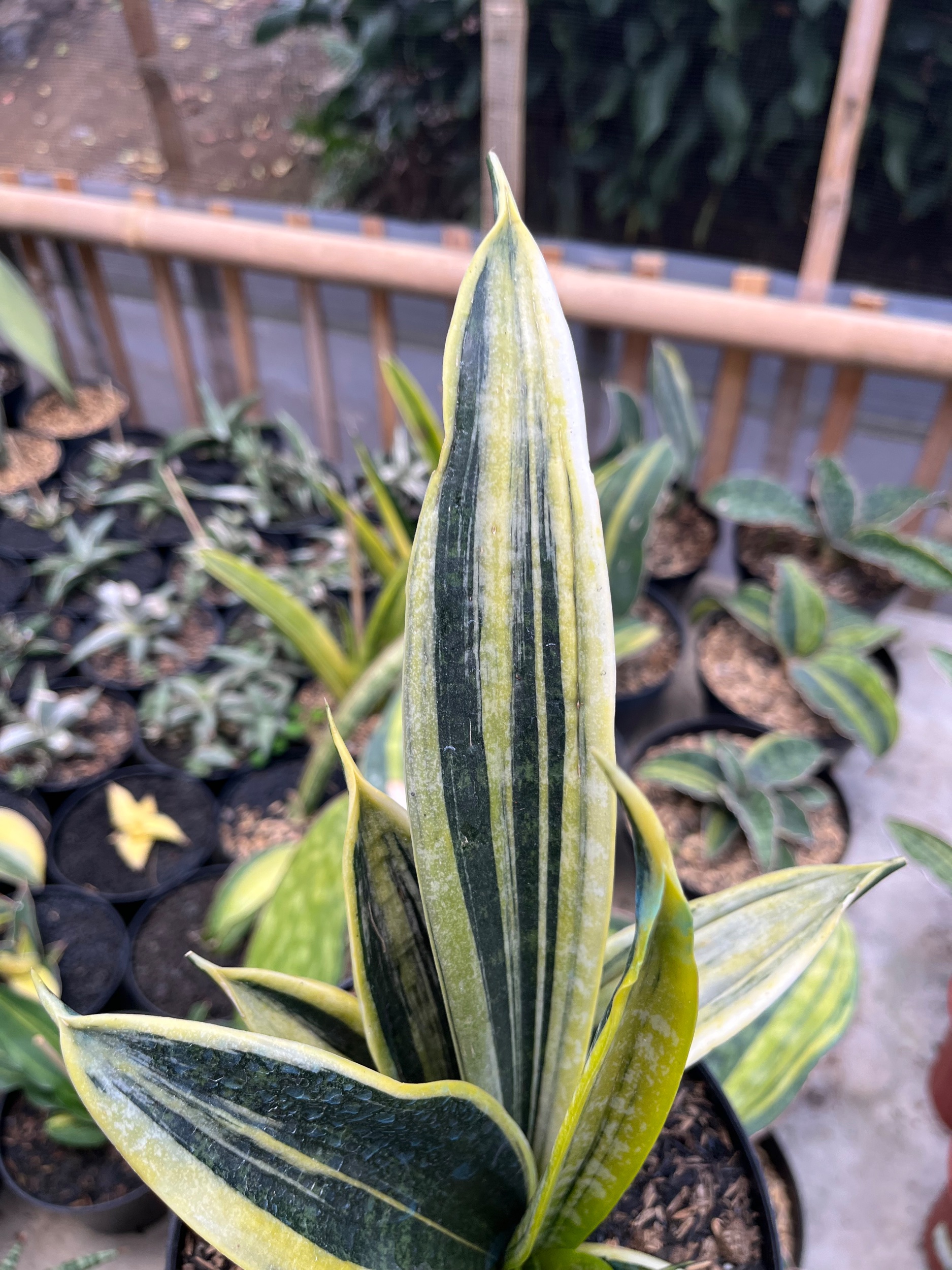 2481. Sansevieria Gold Flame White Variegated - Image 3