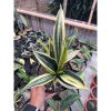 2481. Sansevieria Gold Flame White Variegated