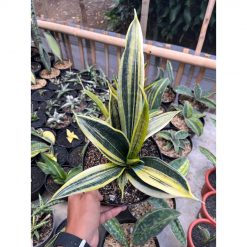 2481. Sansevieria Gold Flame White Variegated