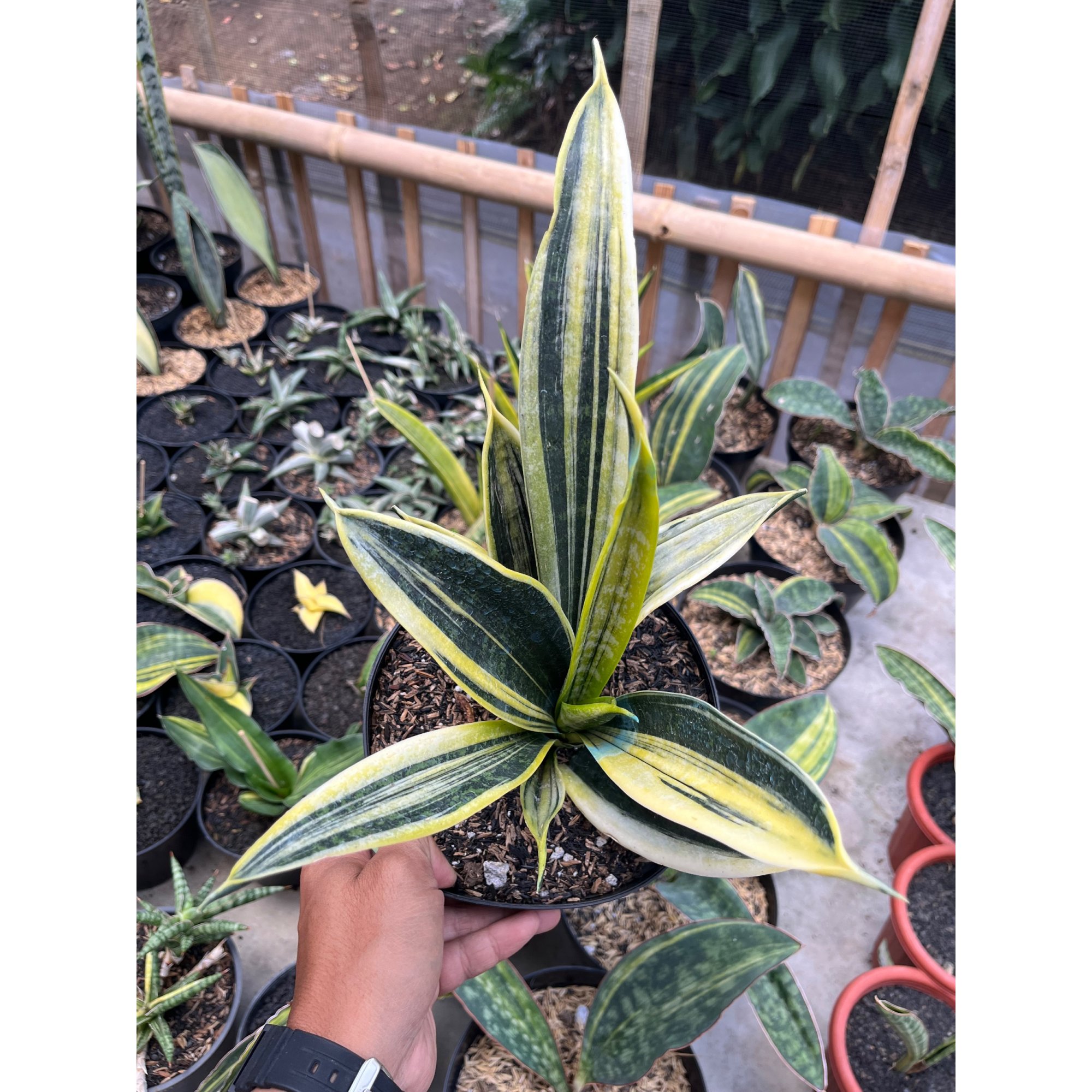 2481. Sansevieria Gold Flame White Variegated