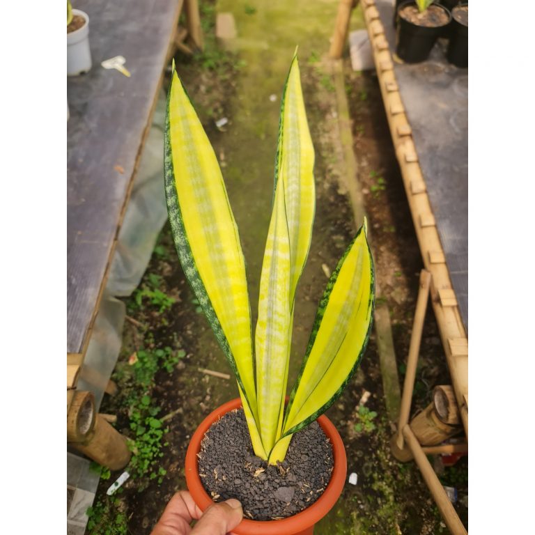 2535. Sansevieria Golden Banner Mutation