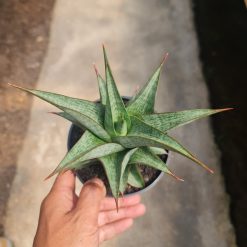2480. Sansevieria Grize Medium Size - Image 2