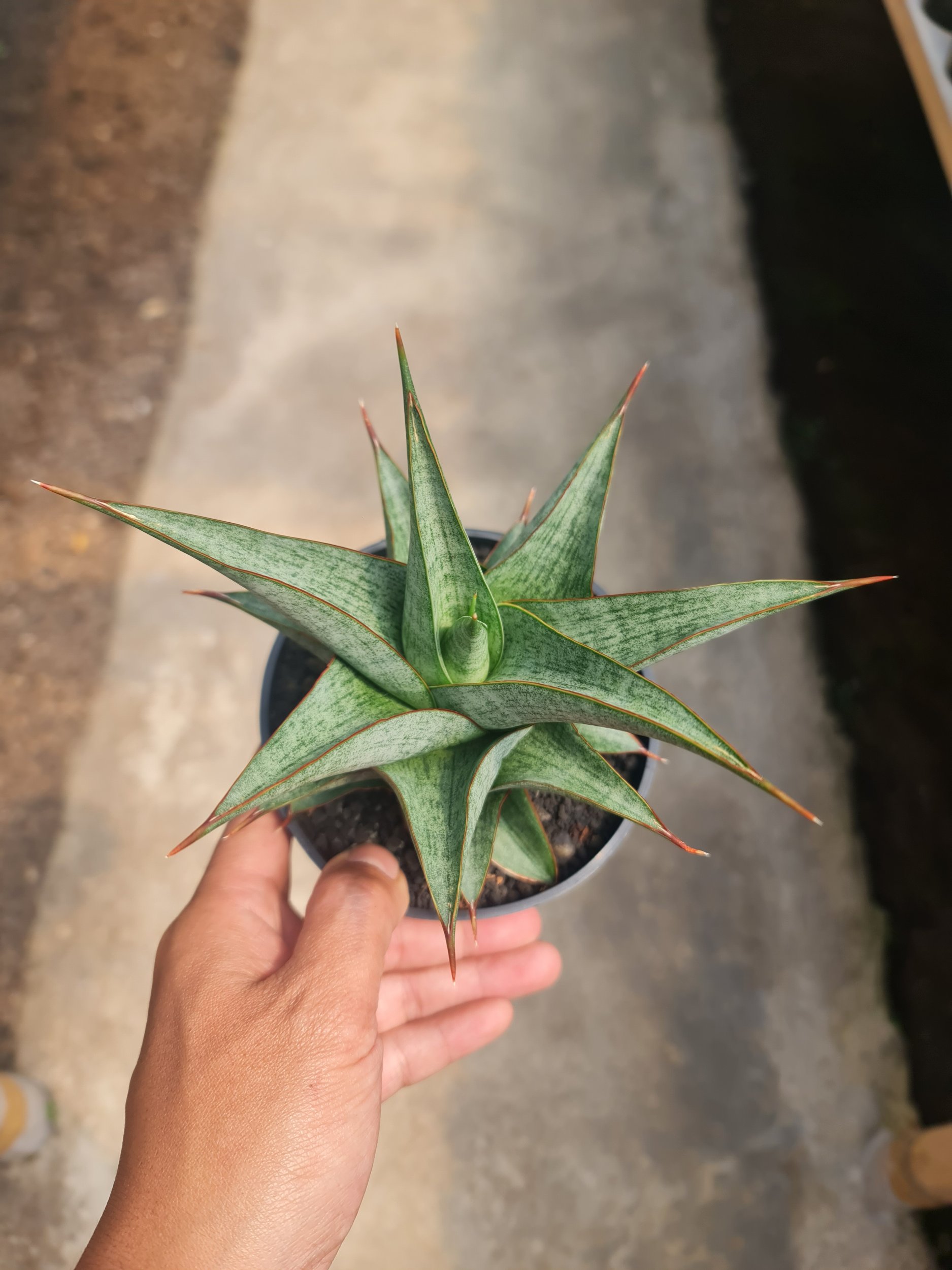 2480. Sansevieria Grize Medium Size - Image 2