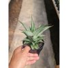 2480. Sansevieria Grize Medium Size