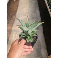 2480. Sansevieria Grize Medium Size