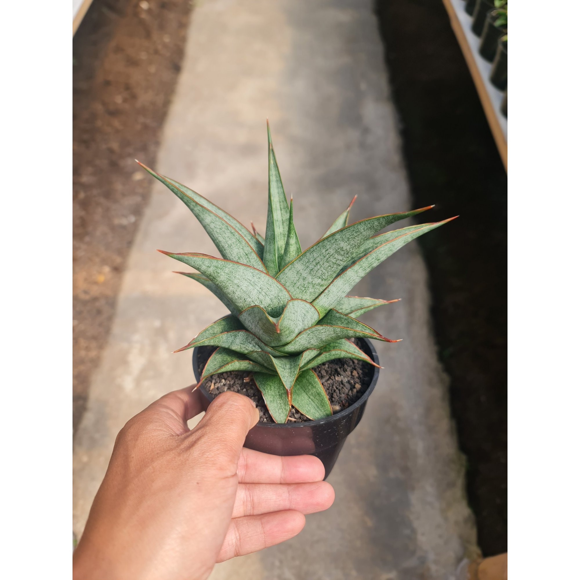 2480. Sansevieria Grize Medium Size