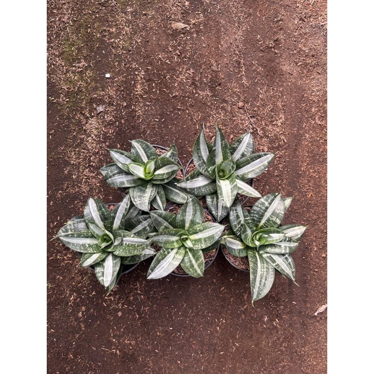 2566. Sansevieria Hahniii Sticker 5pcs