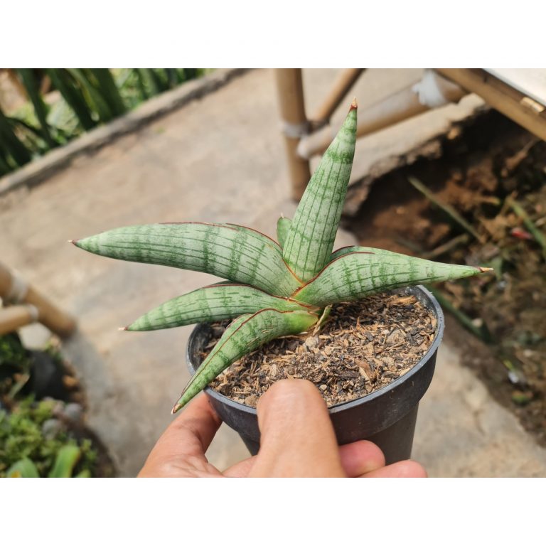 2521. Sansevieria Harpacel