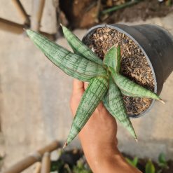 2521. Sansevieria Harpacel - Image 2