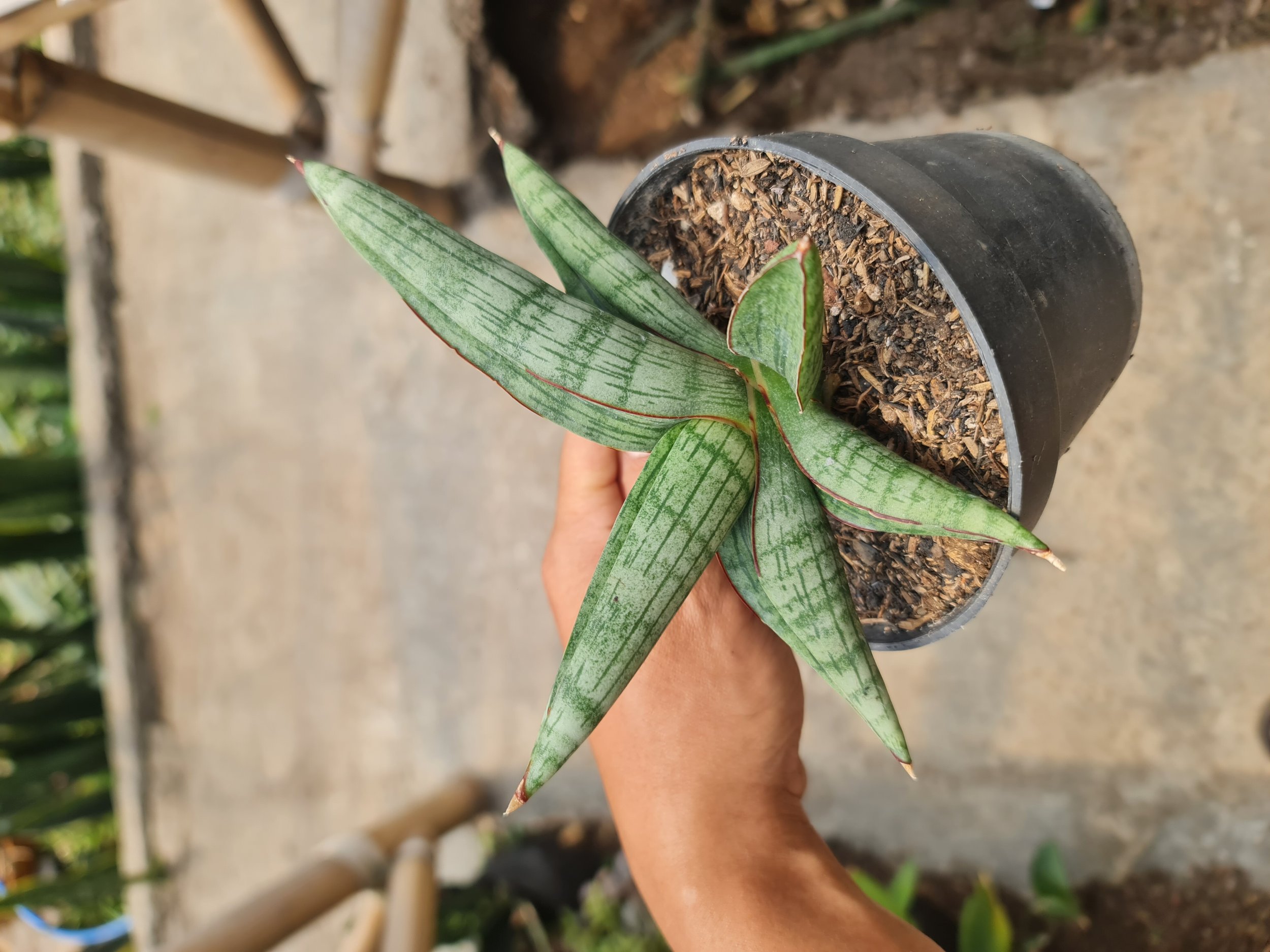 2521. Sansevieria Harpacel - Image 2