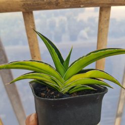 2528. Sansevieria Hybrid Juna Variegated - Image 2