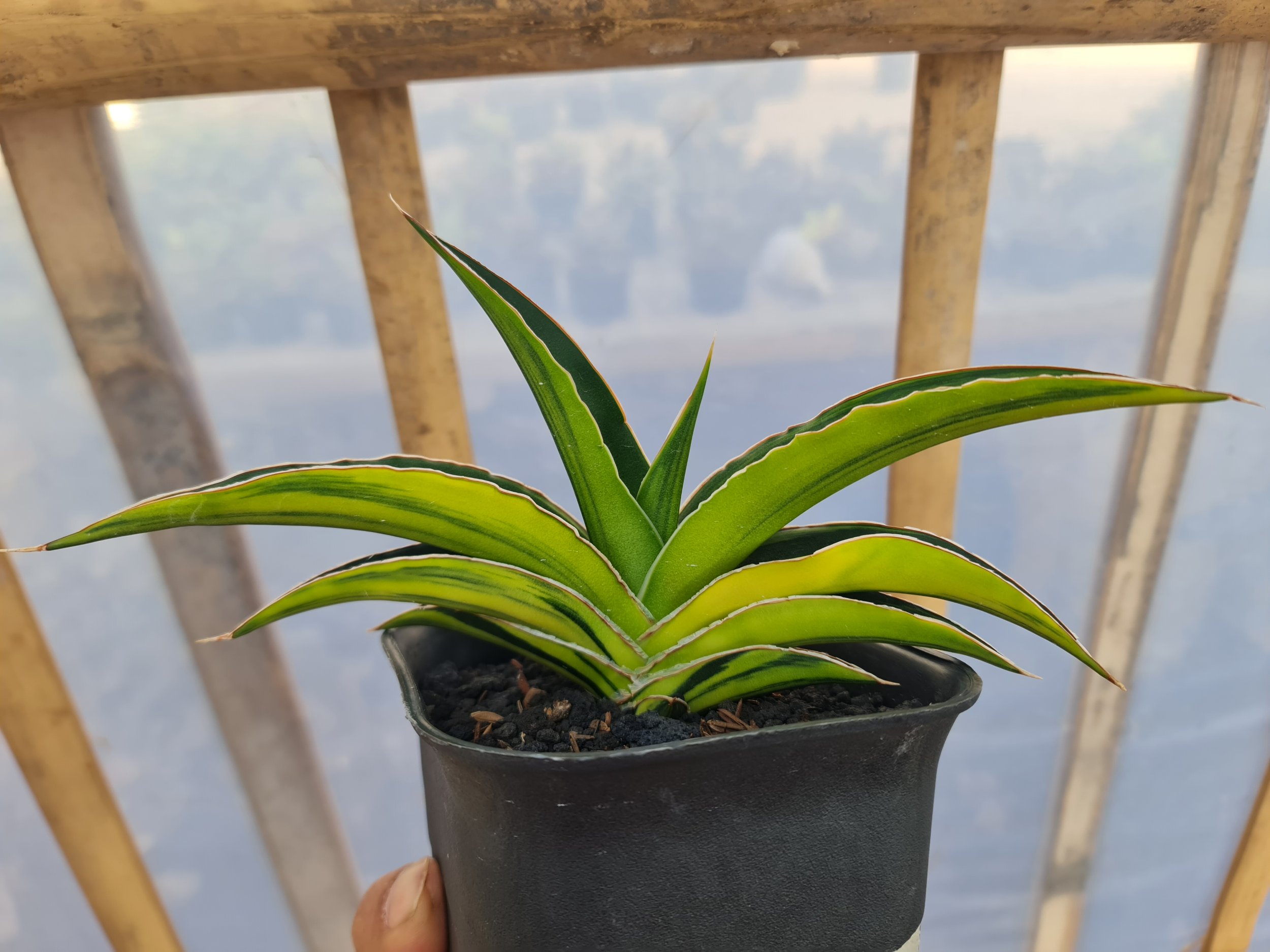 2528. Sansevieria Hybrid Juna Variegated - Image 2