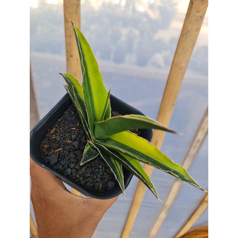 2528. Sansevieria Hybrid Juna Variegated