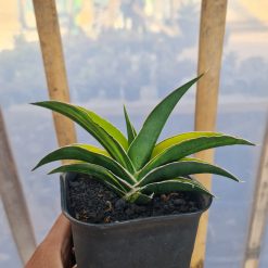 2528. Sansevieria Hybrid Juna Variegated - Image 3