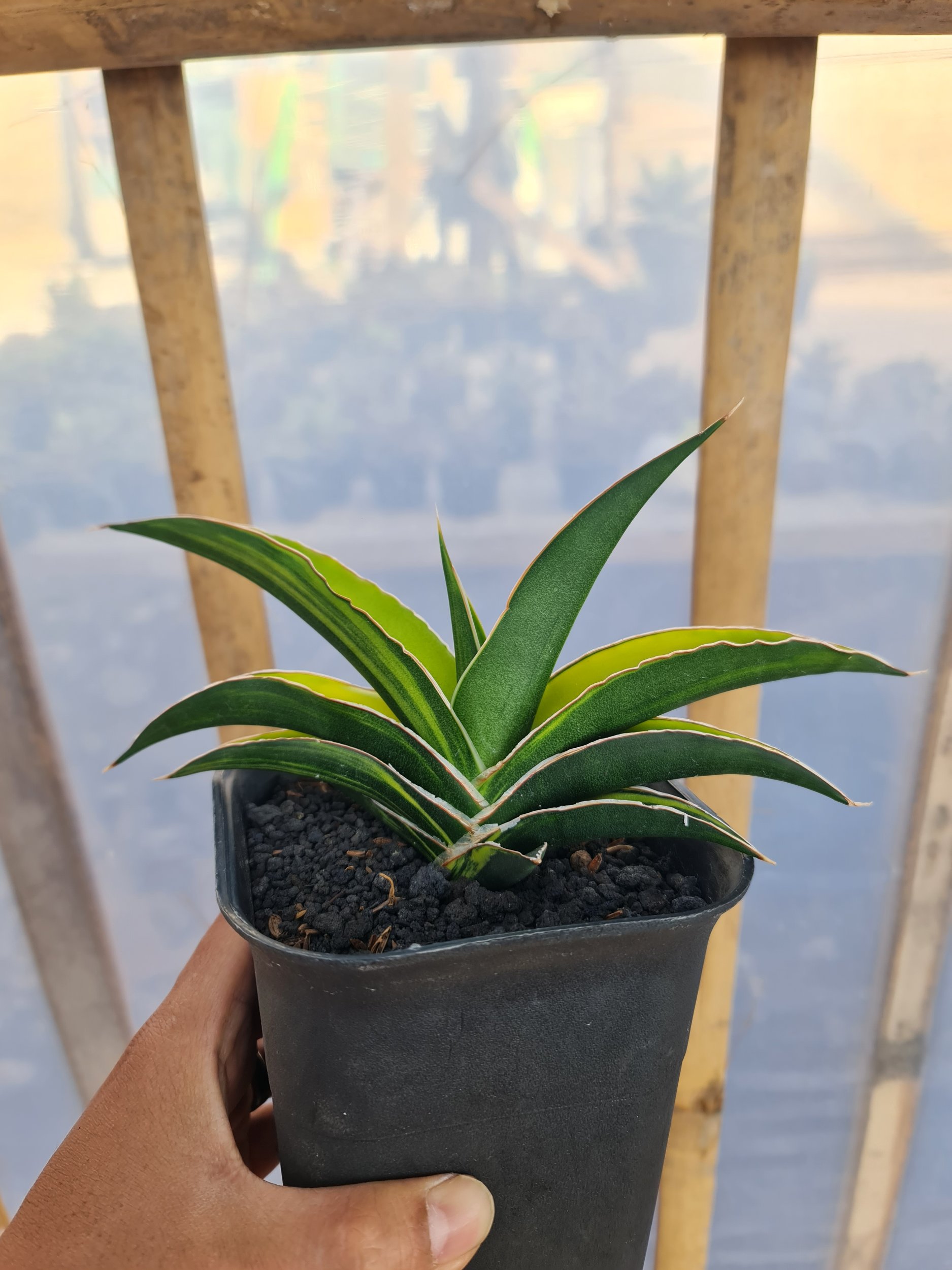 2528. Sansevieria Hybrid Juna Variegated - Image 3