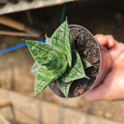 2539. Sansevieria Hybrid Karin Pot 8 - Image 2