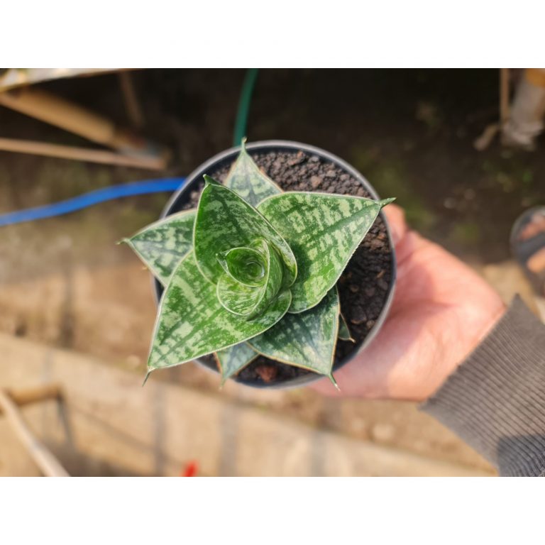 2539. Sansevieria Hybrid Karin Pot 8