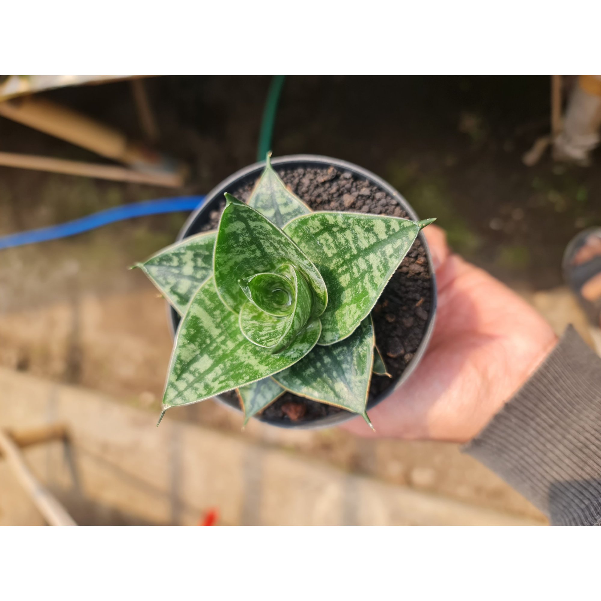 2539. Sansevieria Hybrid Karin Pot 8