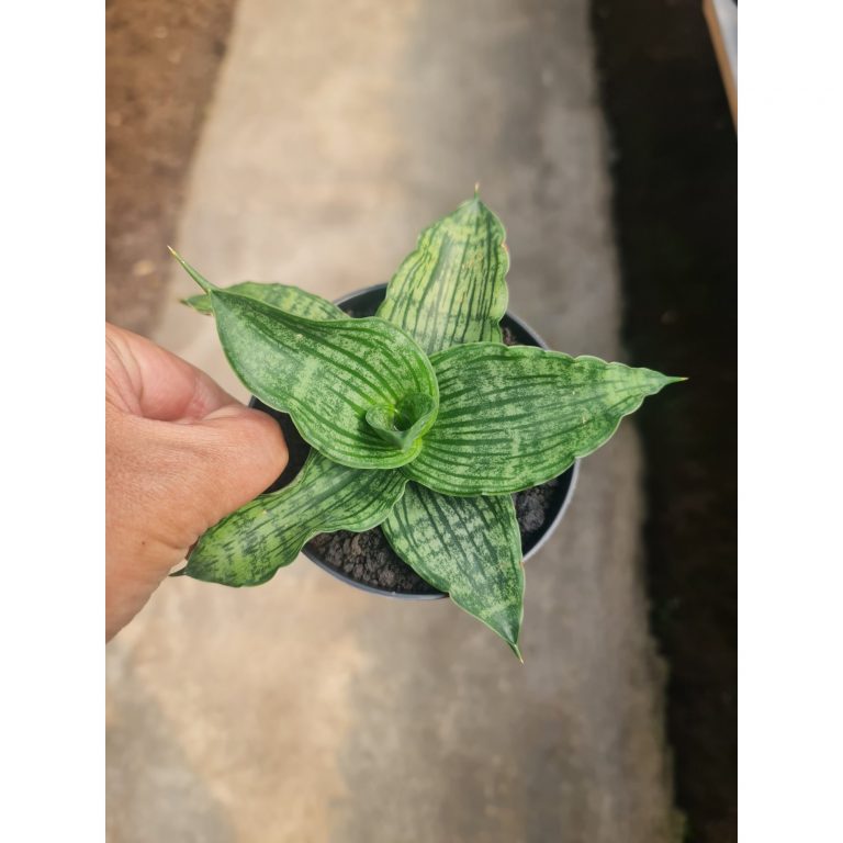 2479. Sansevieria Joanna