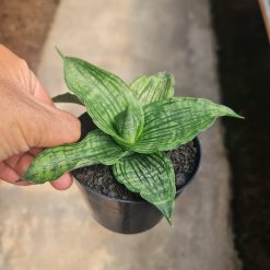 2479. Sansevieria Joanna - Image 2