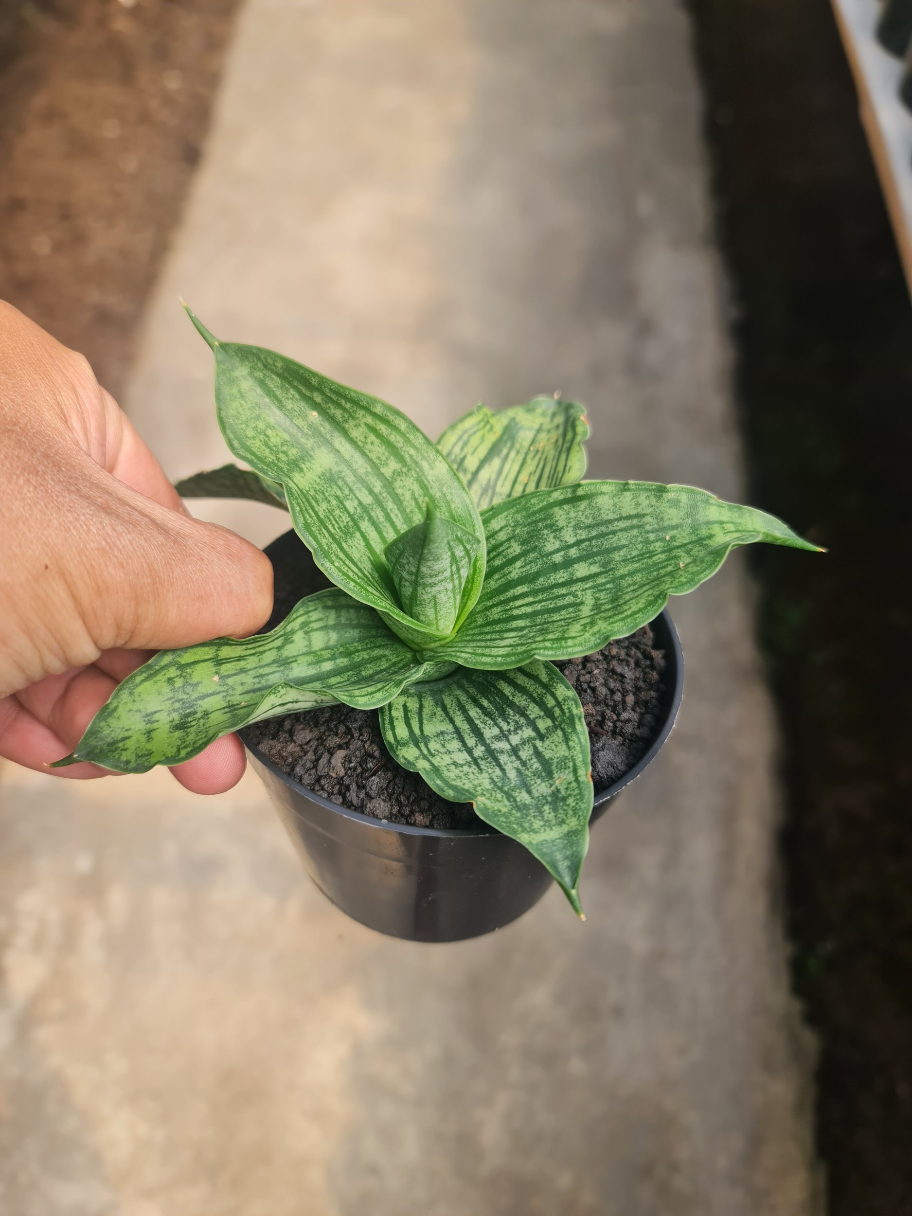 2479. Sansevieria Joanna - Image 2