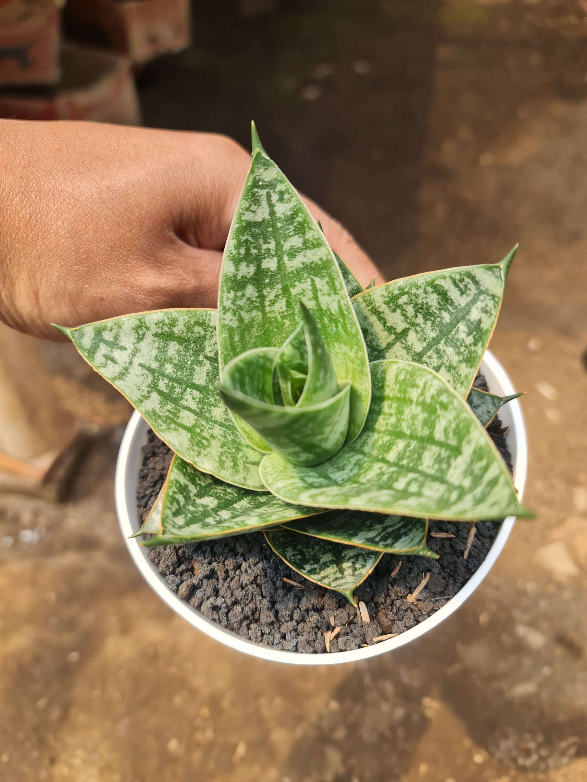 2540. Sansevieria Karin Medium Size Pot 12cm - Image 2