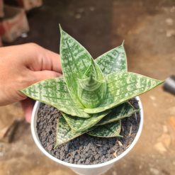 2540. Sansevieria Karin Medium Size Pot 12cm - Image 3