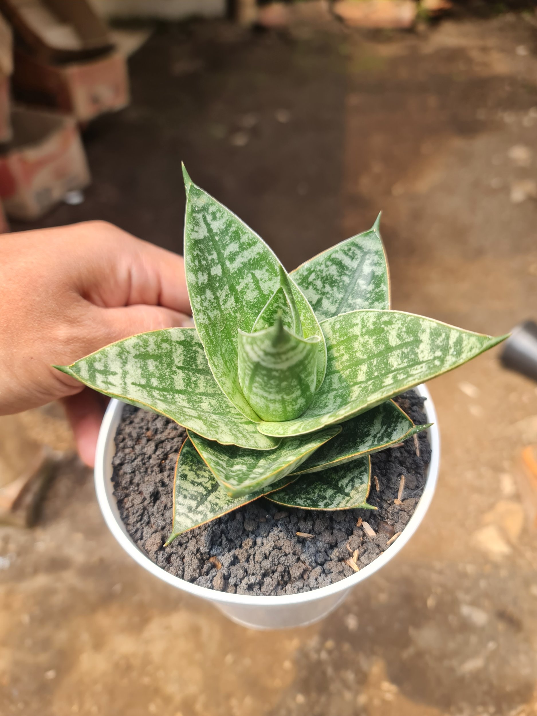 2540. Sansevieria Karin Medium Size Pot 12cm - Image 3