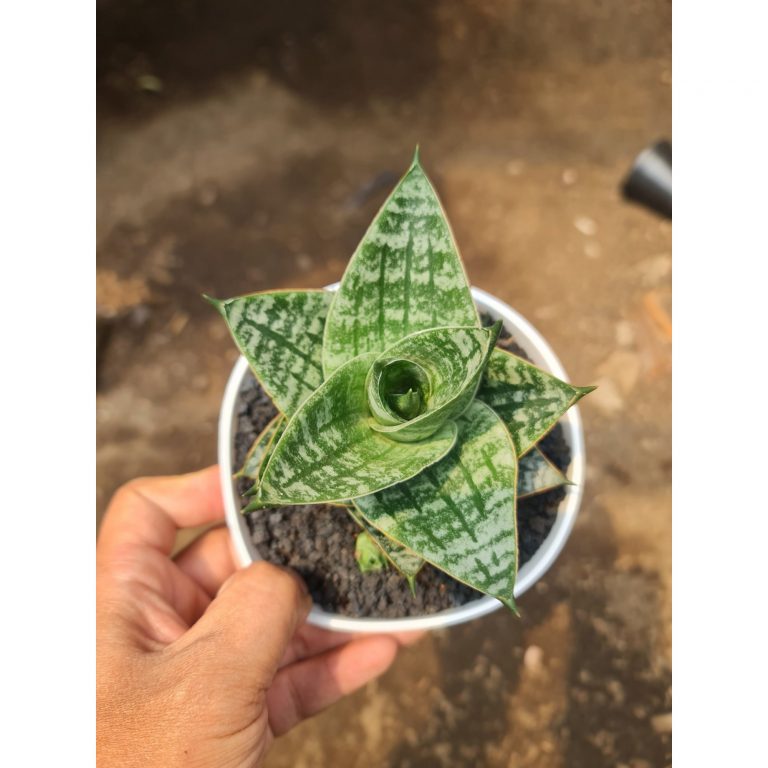 2540. Sansevieria Karin Medium Size Pot 12cm