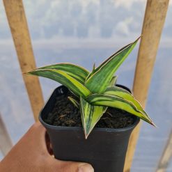 2526. Sansevieria Lavranos 23395 Variegated Rosets - Image 2