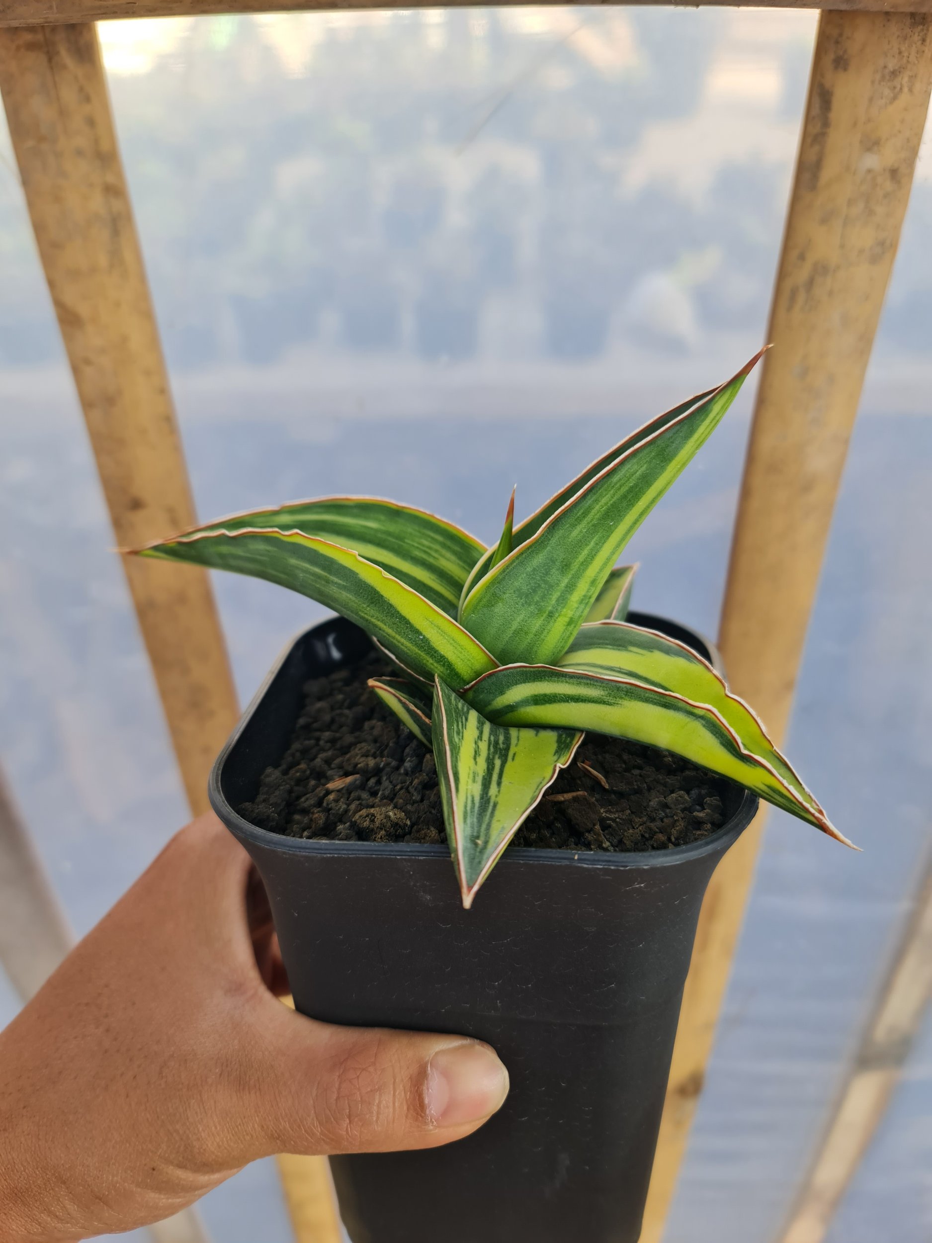 2526. Sansevieria Lavranos 23395 Variegated Rosets - Image 2