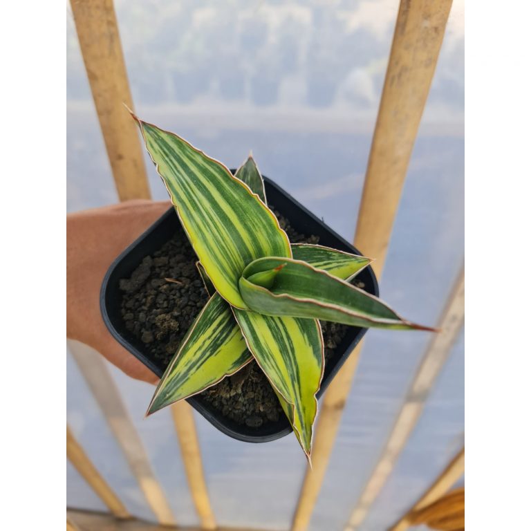 2526. Sansevieria Lavranos 23395 Variegated Rosets