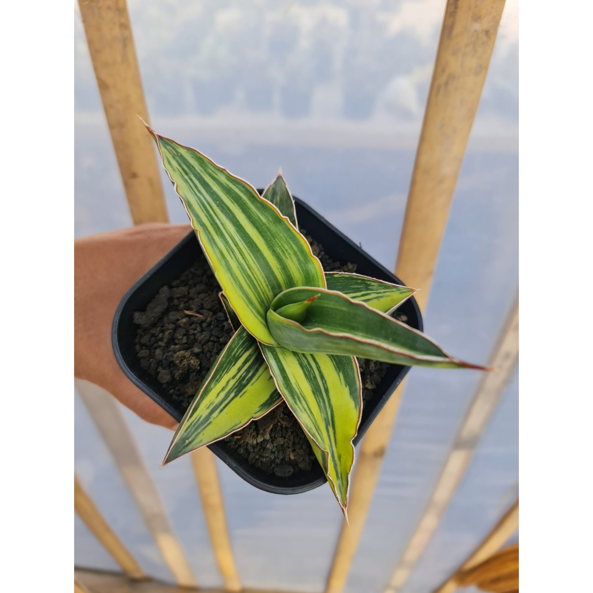 2526. Sansevieria Lavranos 23395 Variegated Rosets