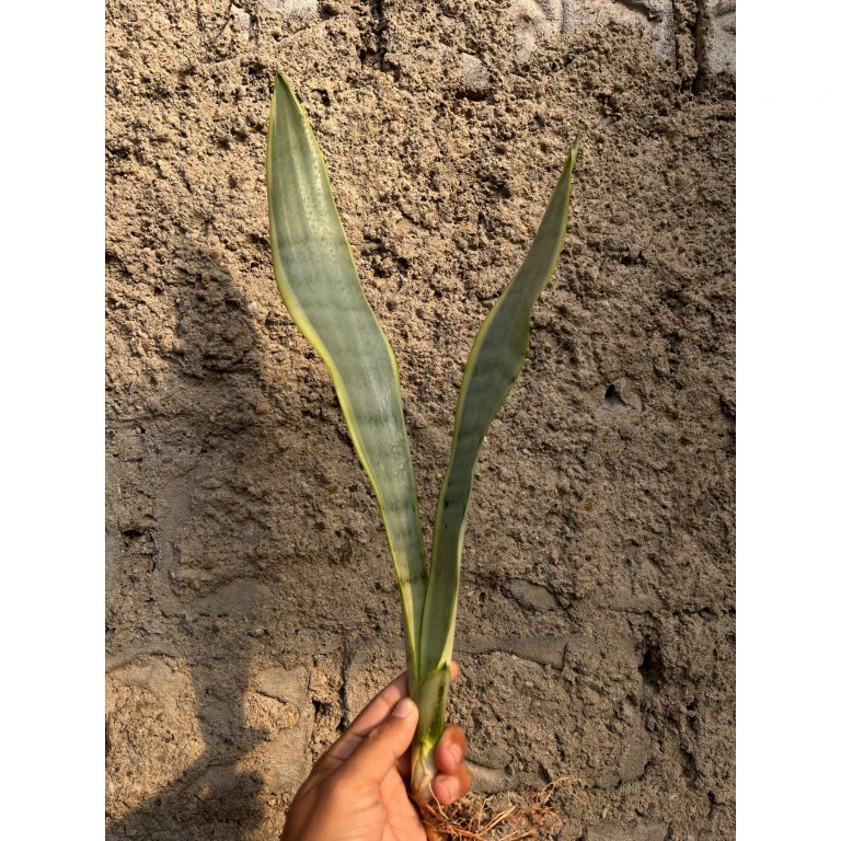 2591. Sansevieria Lourentii Stoper Silver