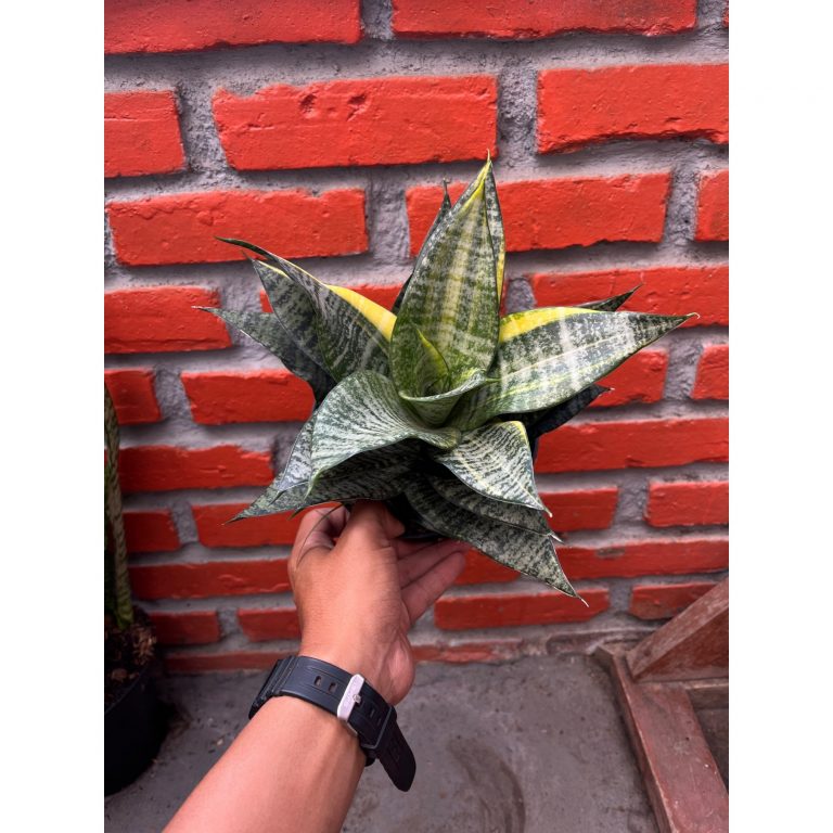 2589. Sansevieria Marga Variegated size 20 cm